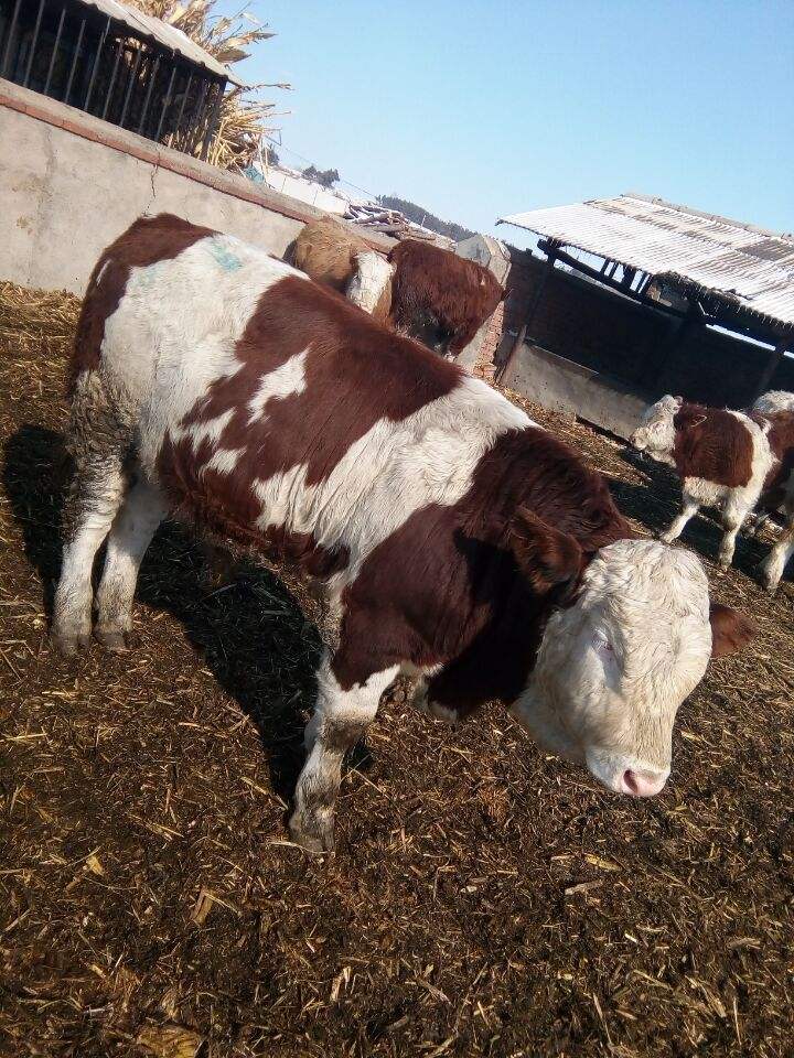 母牛流产后注意什么,母牛出现流产现象该用什么药