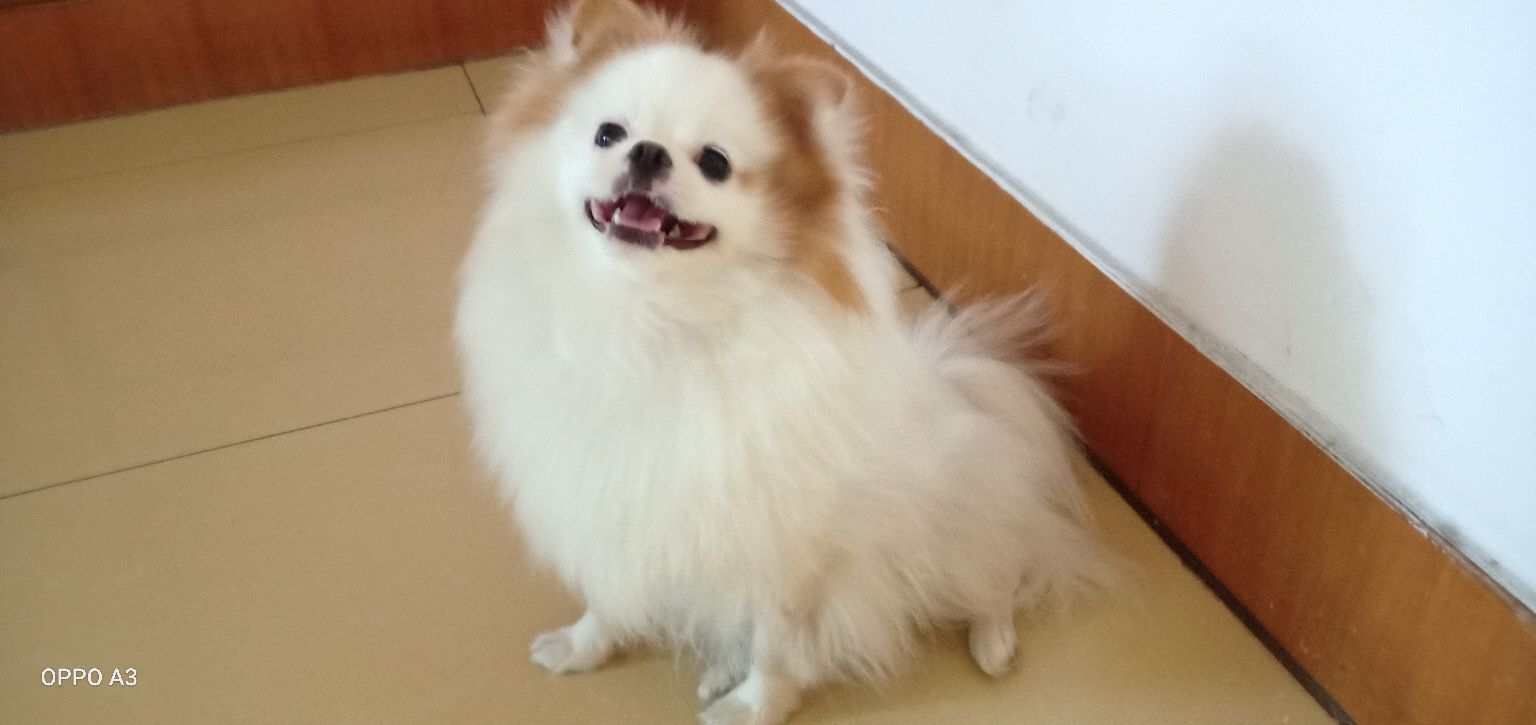 吃醋也得分颜值？博美可心吃醋漂亮比熊，狗生第一次不自信