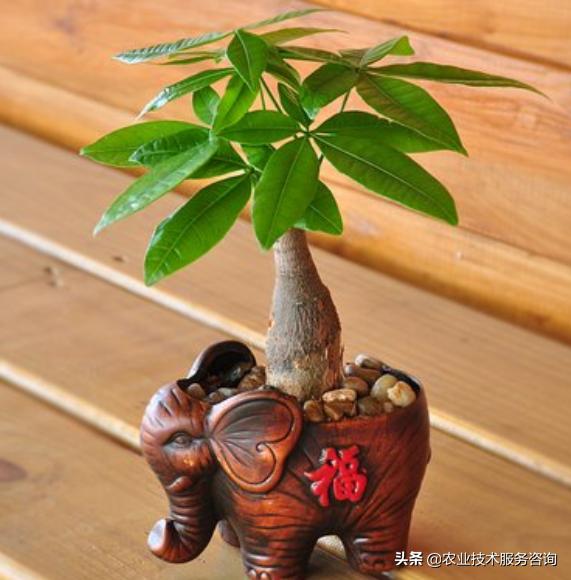 发财树叶片发黄卷曲怎么回事,发财树叶片发黄怎么补救