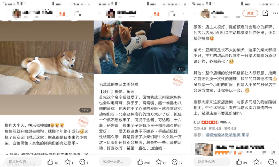 在三里屯体验网红狗咖｜求治愈遭狗子冷淡回应，顾客寥寥无几，我花89元看狗打架1小时