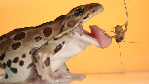 唾液的小用处,唾液的九大功能