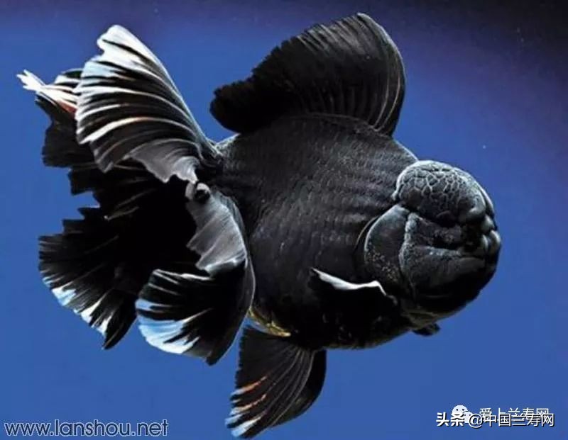 那些企图拿尾巴征服世界的金鱼们