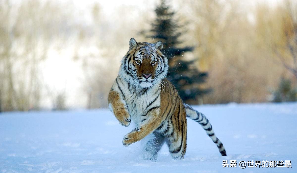 最强的狮子和最强的虎哪个更强,狮子和老虎的数据对比
