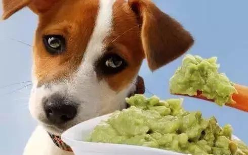 宠物毛发到处飞,宠物长杂毛该怎么办