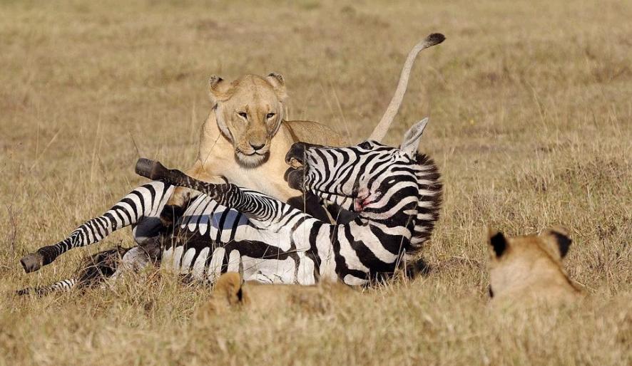 斑马斑马你不要睡着啦什么意思,斑马斑马你不要睡着啦是什么意思