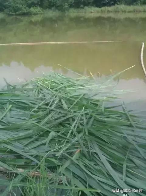 草鱼养殖主要要点,草鱼养殖技术要点