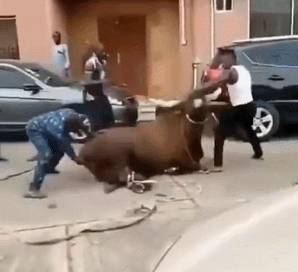 牛角价值500万的“巨角神牛”，牛粪可做防晒霜，牛尿还能染发