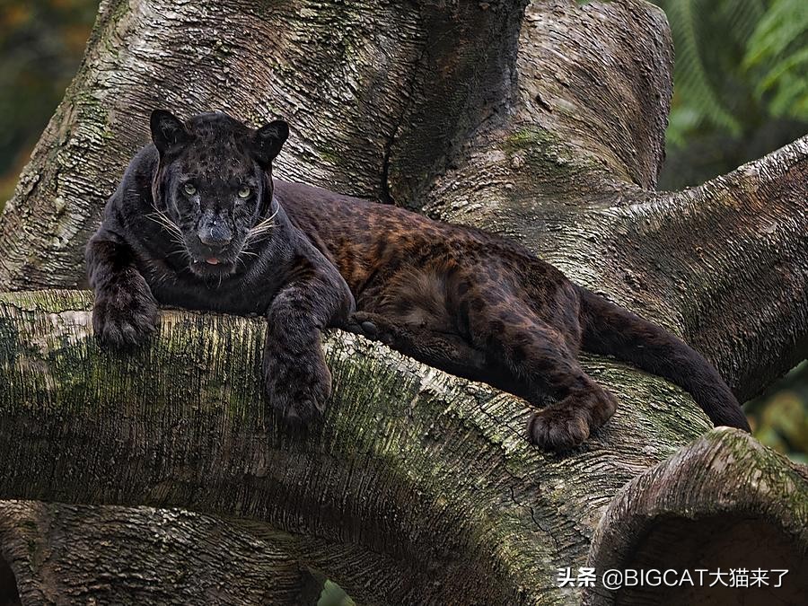 黑豹是哪个国家猫科动物,黑豹动物是哪个品种的豹子