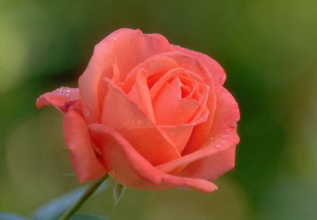 世界哪里的玫瑰最出名,中国哪里的玫瑰最好