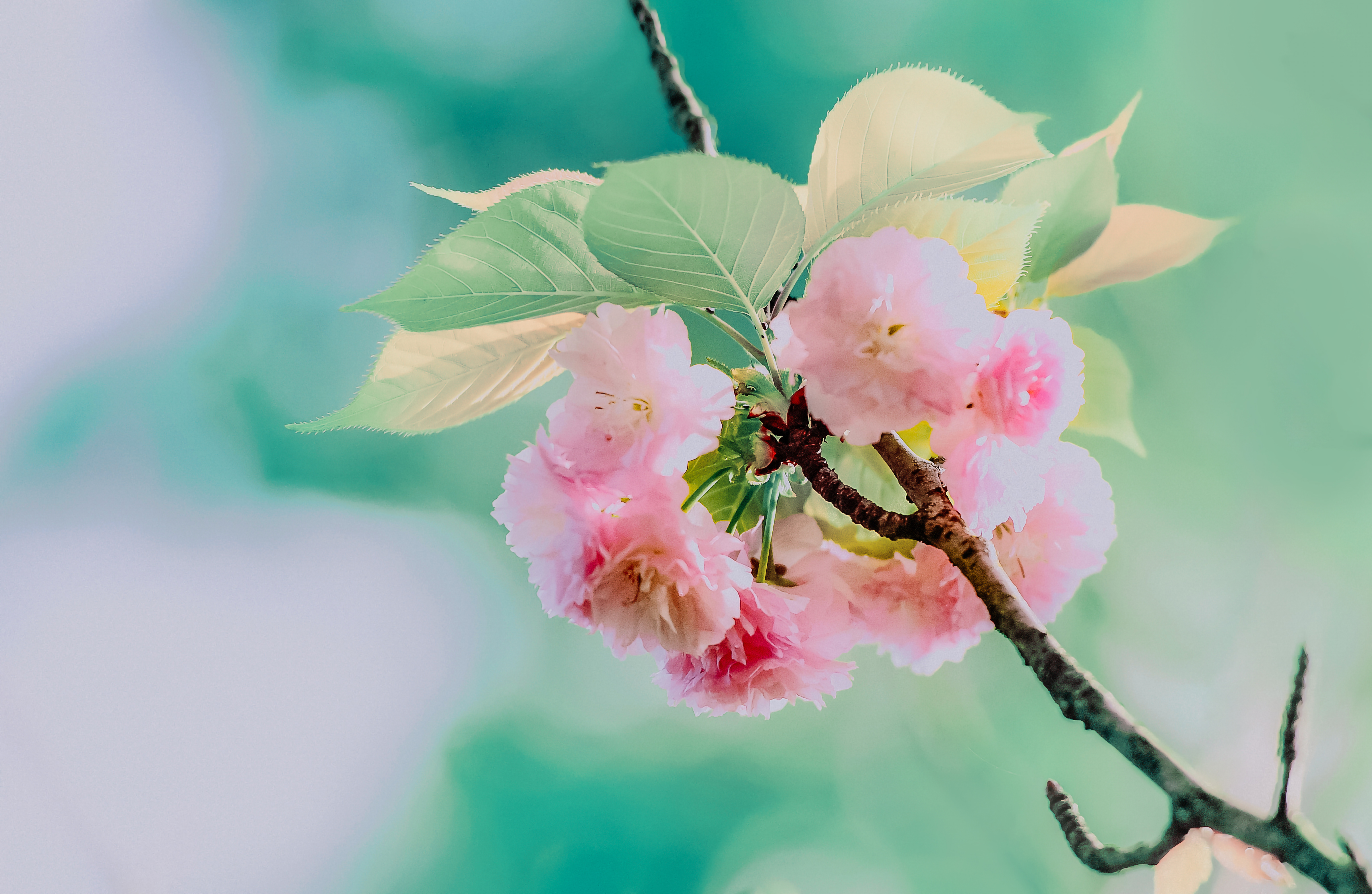 水彩花卉桃花技法,单花樱花怎么拍好看