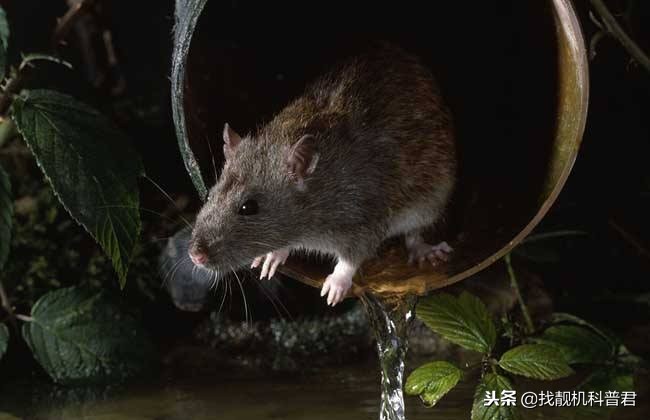 老鼠是怎么从下水道钻上来的,马桶下水道有老鼠怎么办