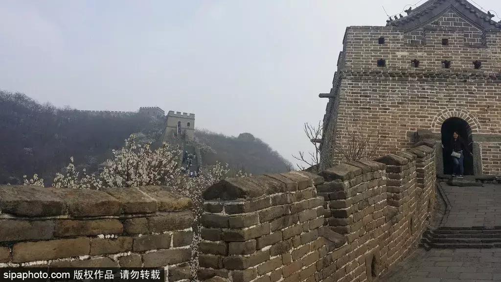 春暖花开，北京周边适合登高的地方，花开正美！还有专线能直达一个5*级A**长城景区！