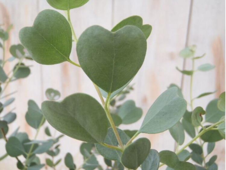 尤加利盆栽怎么养,尤加利叶的养护方法