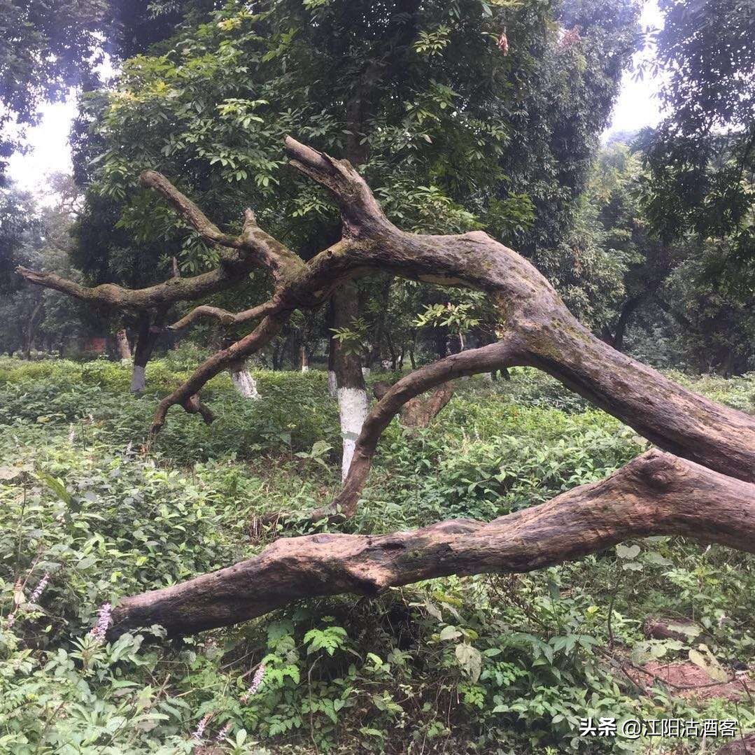 泸州最古老街区,泸州老城区