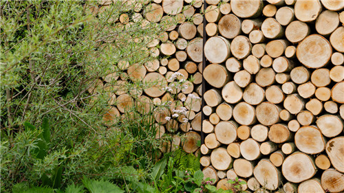 切尔西花展举办,2020年切尔西花展抢先看