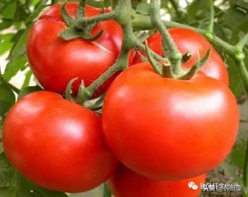 洋柿子泡馍,洋柿子作者