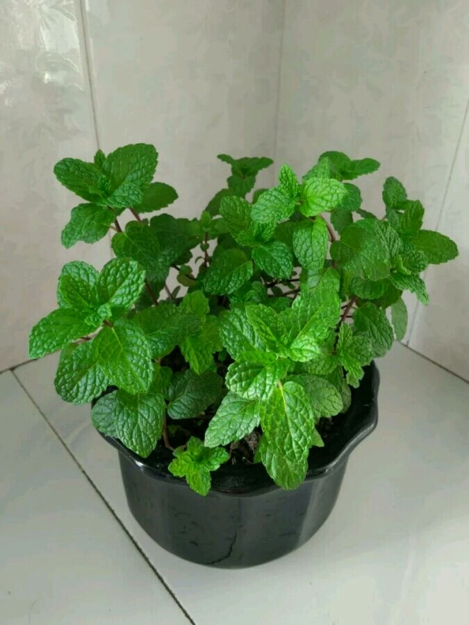 绿植滴水观音有毒吗,滴水观音有毒室内养对人有何危害