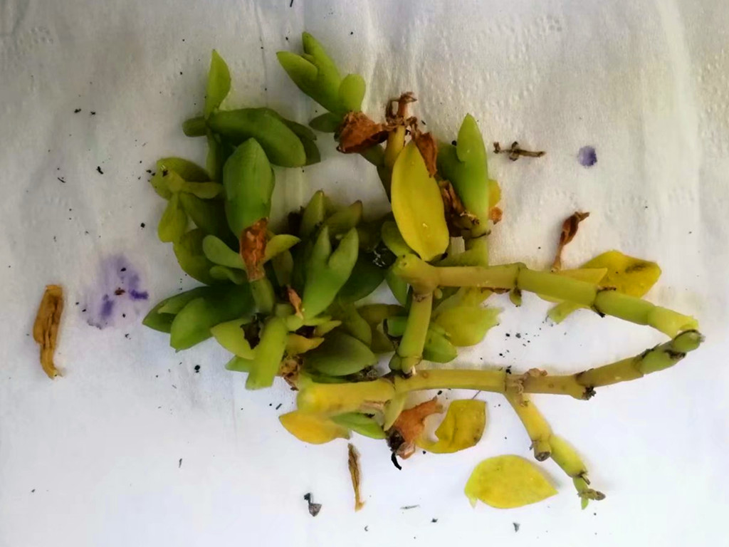 牡丹吊兰开花是什么原因,牡丹吊兰开花时需要什么肥