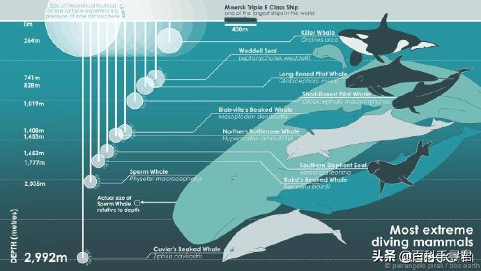为什么抹香鲸它的潜水能力最强呢,抹香鲸为啥潜水能力最强