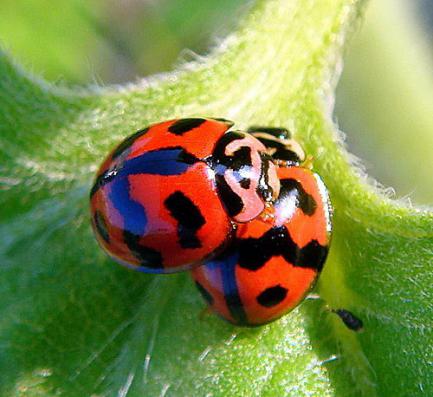 吃肉的瓢虫是农夫的好帮手，别再将它们一网杀尽啦！