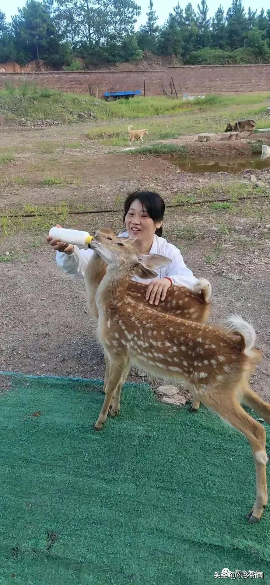 江西抚州有养殖梅花鹿的吗,东乡养鹿