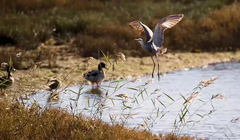 秦皇岛候鸟观赏地,秦皇岛初冬鸟类