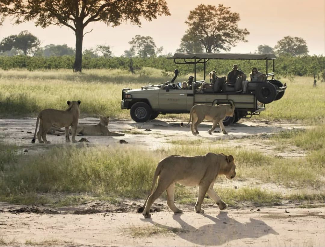 非洲猎游全攻略，让你分分钟玩转非洲草原