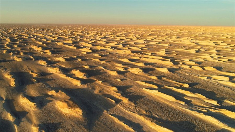 野兔挖洞能挖多深多远,纯野外的野兔打洞吗