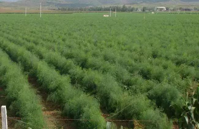 芦笋常见虫害用什么药打,芦笋防虫害用什么农药