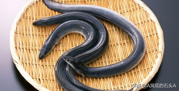 黄鳝饭补气血做法,小暑鳝鱼赛人参消暑又滋补