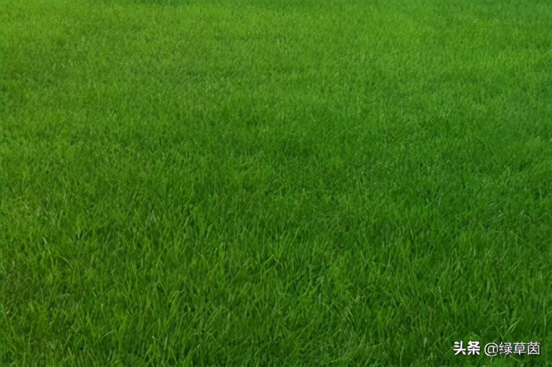 北方适合什么草坪种子带土,适合北方种植的草坪品种