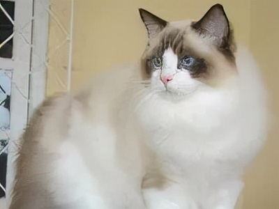 长着胡子的猫咪什么品种,有胡子的猫咪是哪种猫