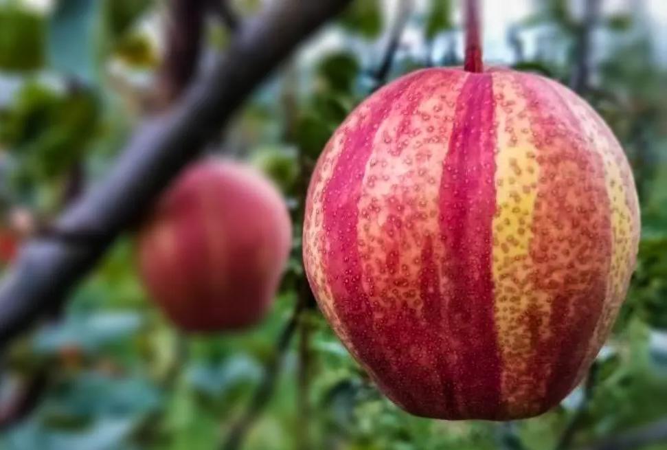 红梨是怎么培育的,红梨树的栽培技术