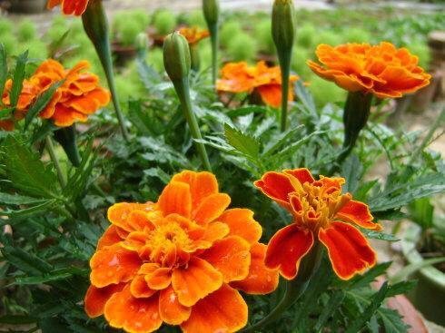 孔雀草枯了怎么办,孔雀草立枯病