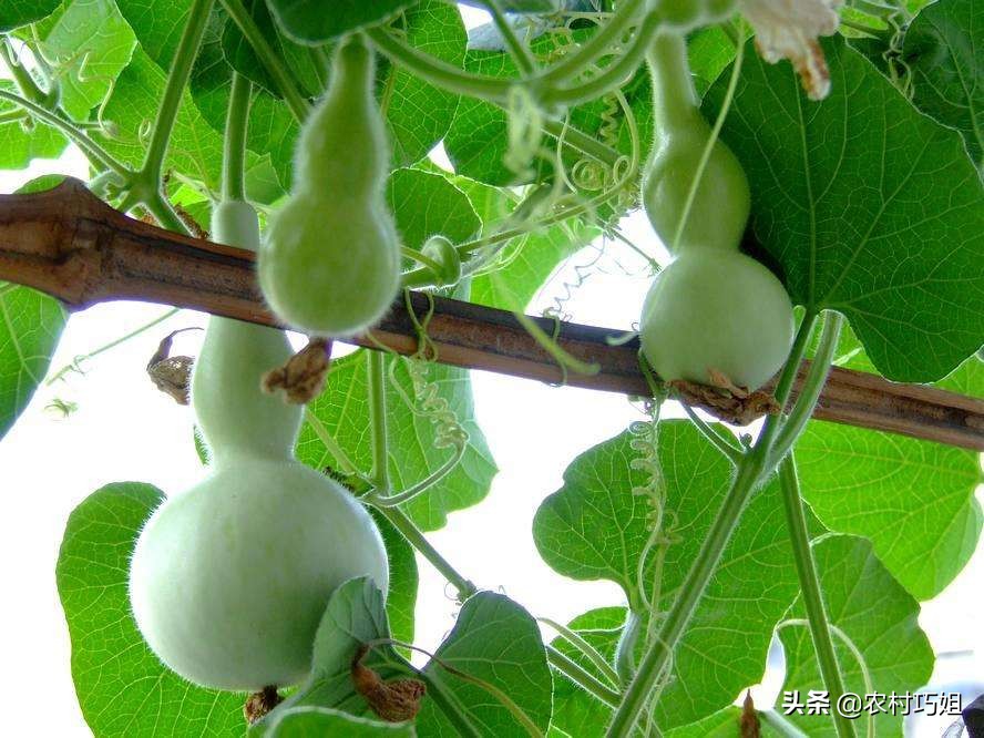 什么时间种葫芦好如何进行管理,什么时候种葫芦正合适