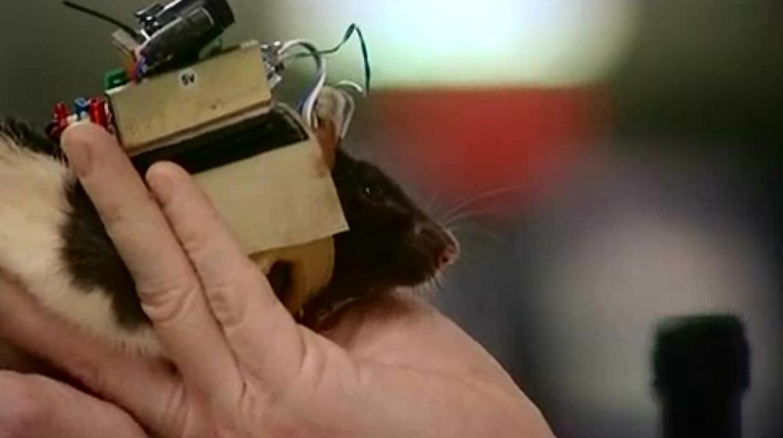 欲望是什么？科学家通过电击给了老鼠欲望，欲望可能只是电信号