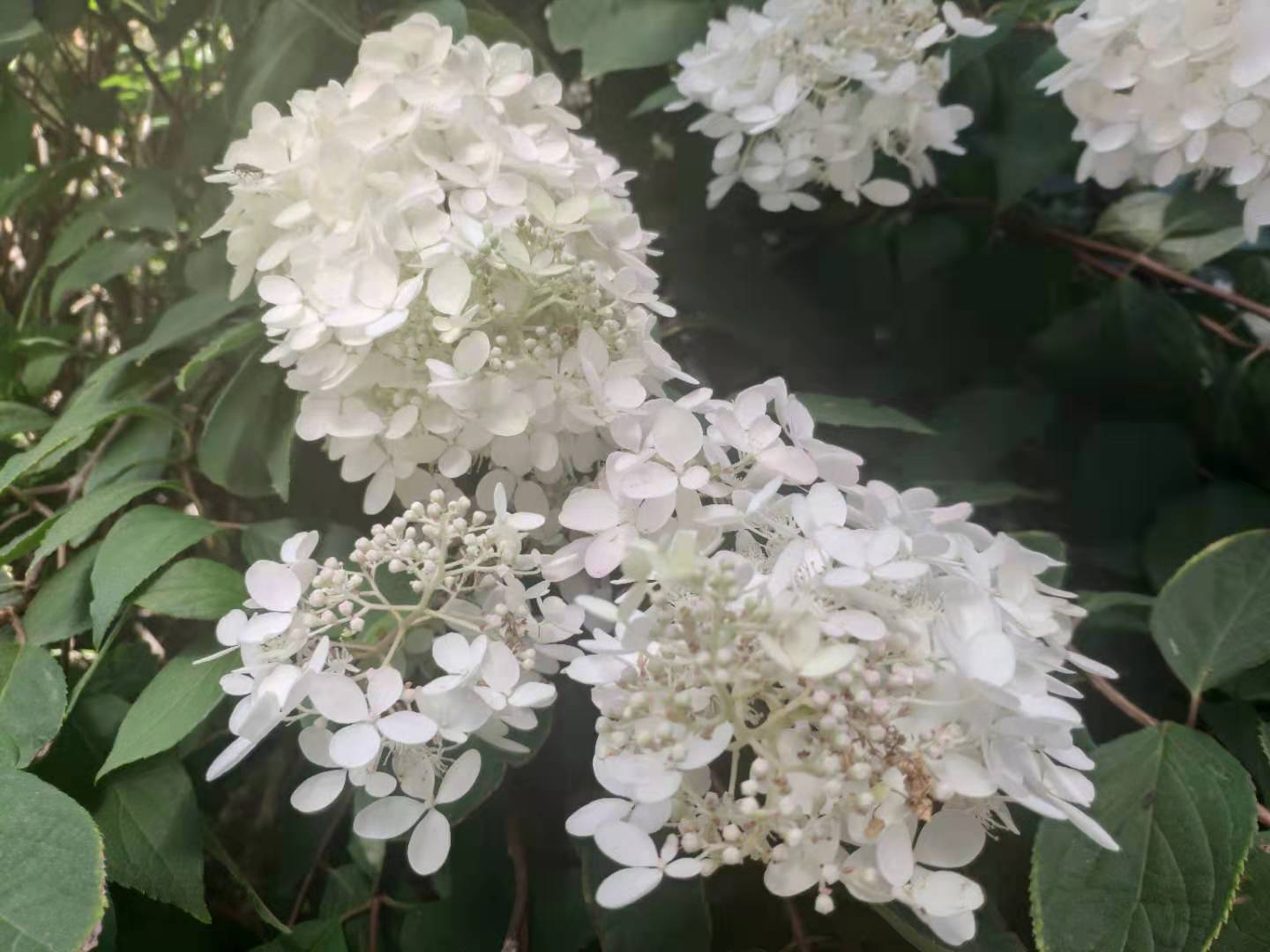 公园里的一树白色小花，簇拥在一起像绣球，味道很清香