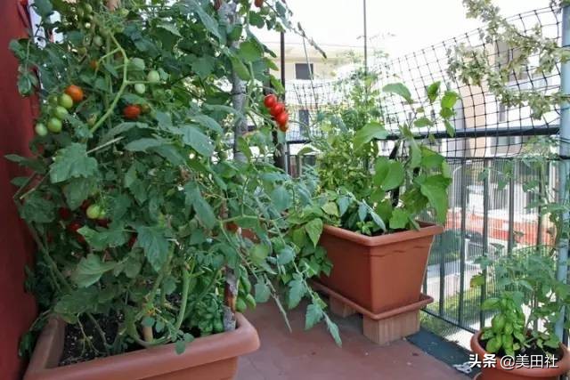 怎么样能纸上种菜,在家种菜可以做什么