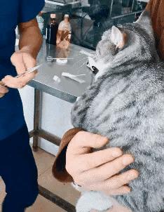 在野外发现甘蔗,在山里发现甘蔗