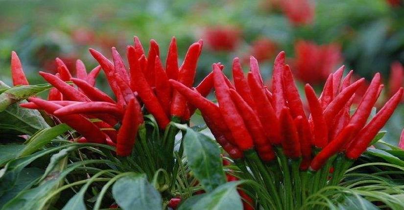 辣椒的奇迹！辣椒根腐病用这个杀菌组合，亩产上万斤一茬接一茬