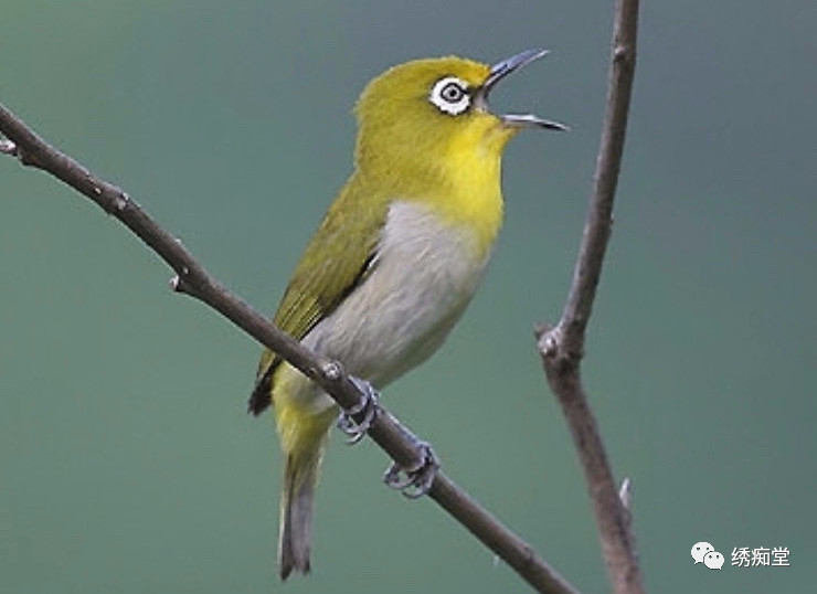 暗绿绣眼鸟属于保护动物吗,南方暗绿绣眼鸟哪种好