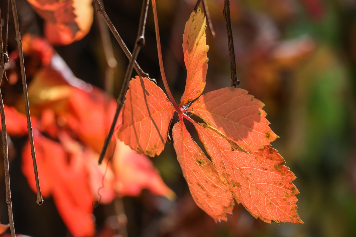 浣宠兘rf400mmf2.8璇勬祴,浣宠兘rf-s24-105mm娴嬭瘎