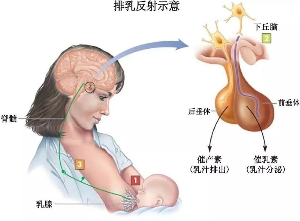 催产素可以促进夫妻感情吗,催产素用于催乳怎么用