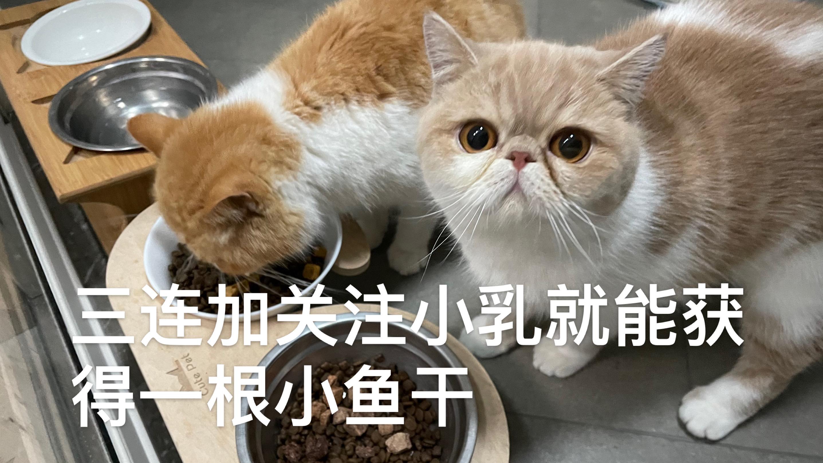 双11囤纯猫粮怎么囤,猫粮推荐排行榜双11