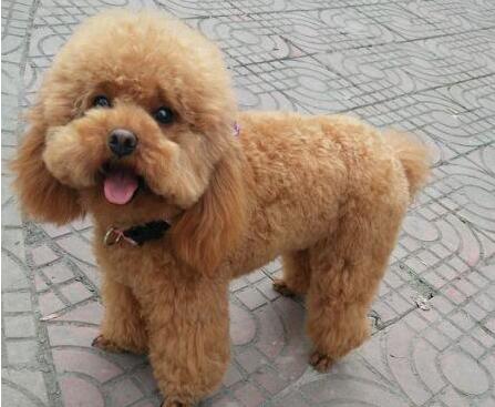 饲养贵宾犬6大禁忌图片,家养贵宾犬注意事项