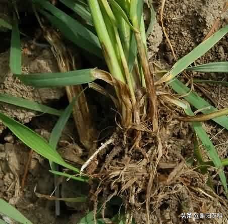 小麦大面积死苗怎么办,小麦枯死连根烂了怎么办