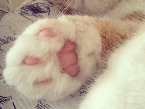 猫爪子把手抓破流血了要紧吗,猫爪子受伤是什么样的