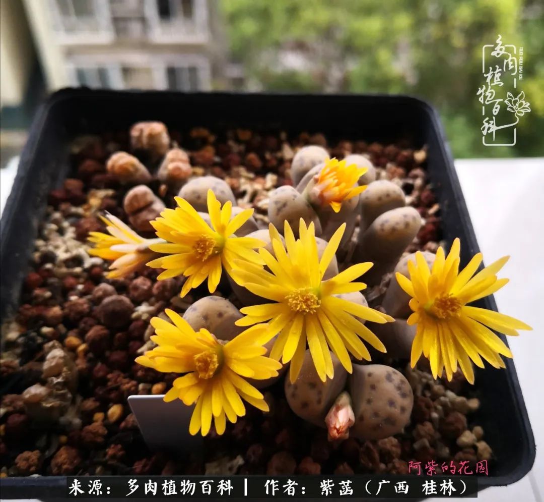 如何在夏天买的多肉度夏,多肉度夏好帮手