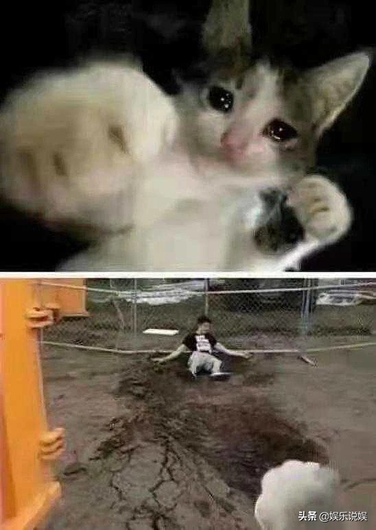 每日一笑,请问发骚门诊怎么走?大自然也好这口?纯白至臻小猫咪