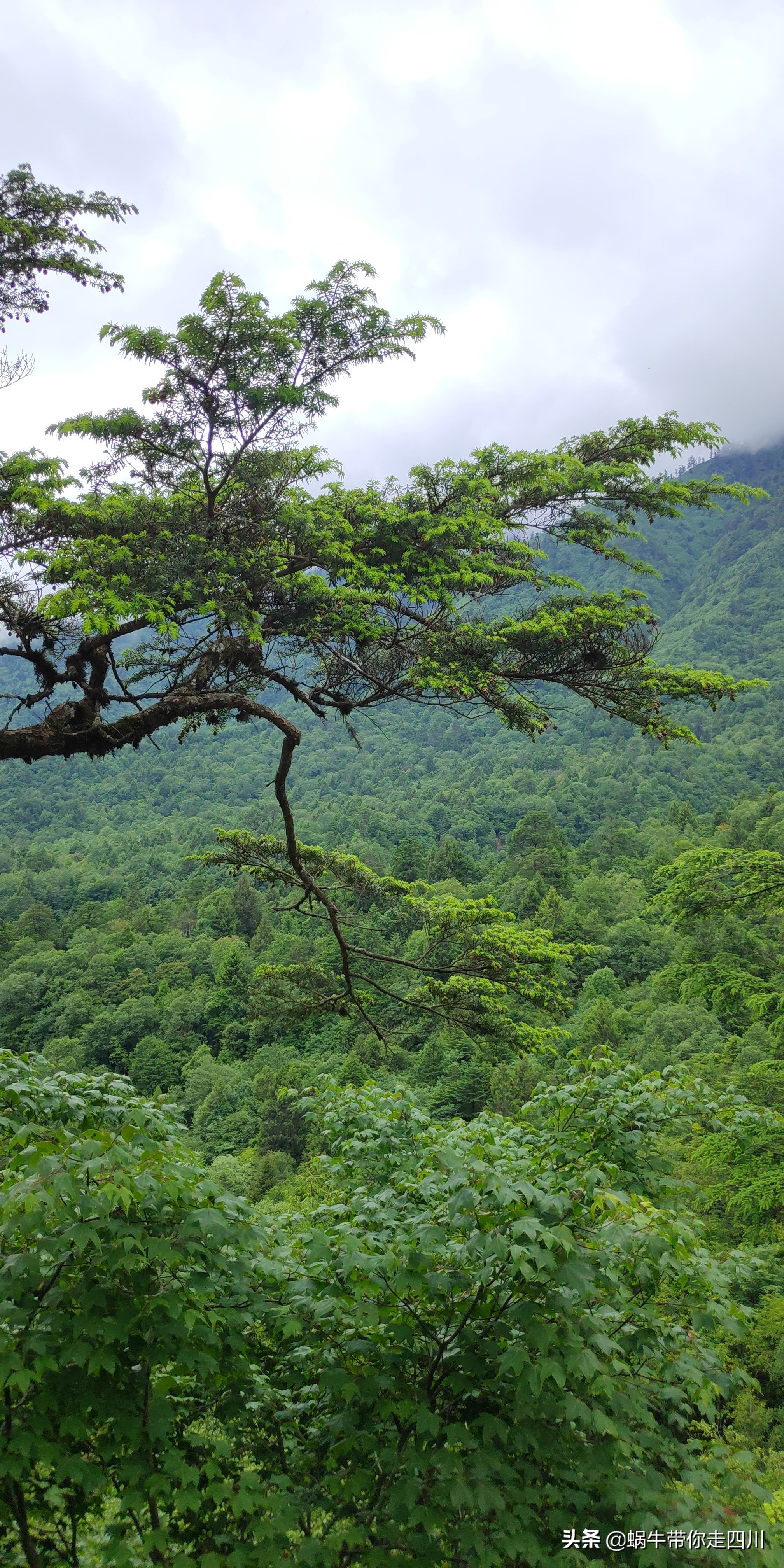 一家三口重庆到拉萨旅游攻略预算,一家三口成都去拉萨大概要多少钱